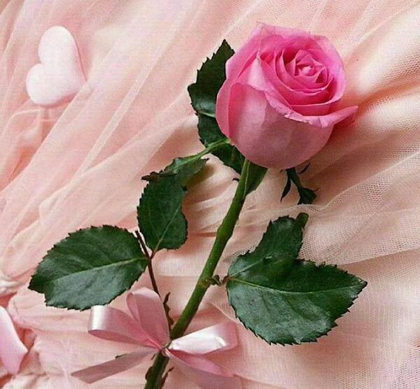 عکس دنیای صورتی دخترونه
