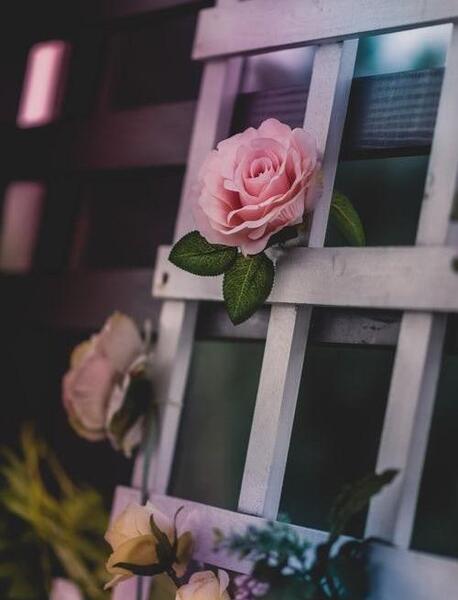 عکس گل رز زرد و صورتی