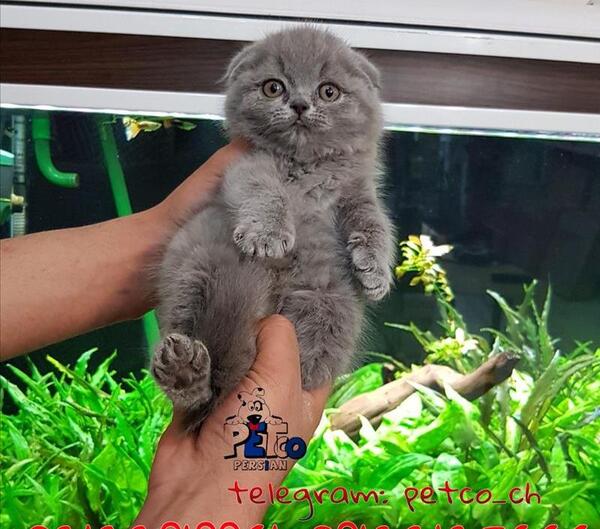 عکس گربه اسکاتیش فولد