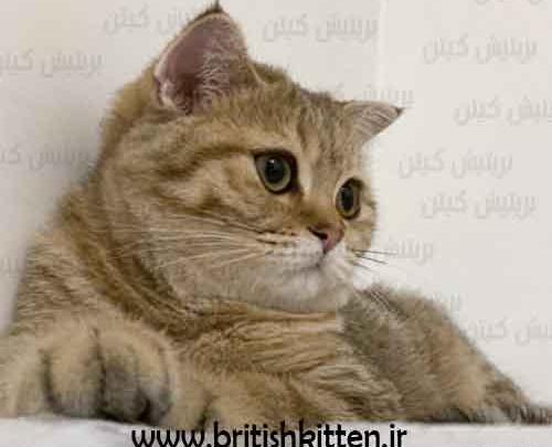 عکس گربه اسکاتیش فولد