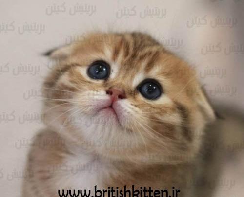 عکس گربه اسکاتیش فولد