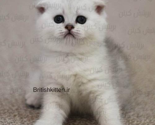 عکس گربه اسکاتیش فولد