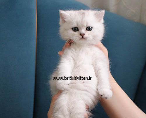 عکس گربه اسکاتیش فولد