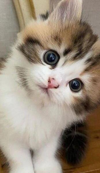 عکس گربه گوگولی بنفش