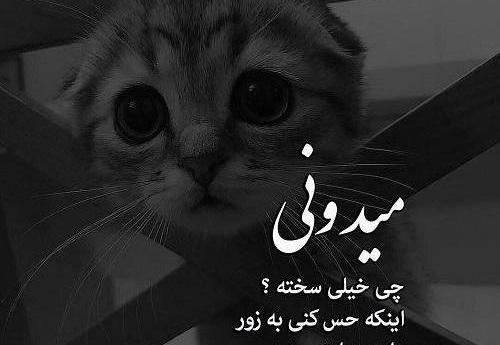 عکس گربه گوگولی بنفش