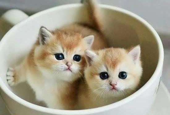 عکس گربه گوگولی بنفش