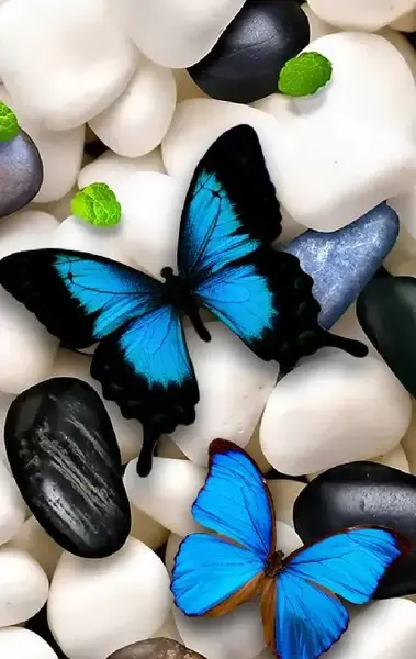 عکس کاکتوس روی سنگ