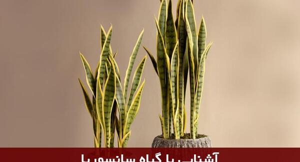 عکس کاکتوس سانسوریا