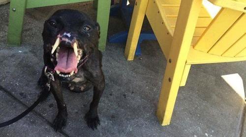 عکس سگ زشت سیاه