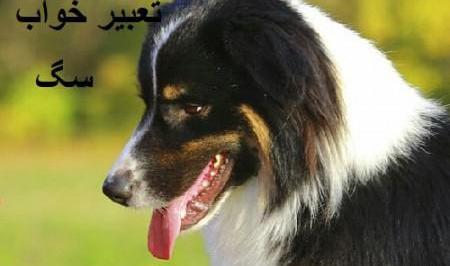 عکس سگ زشت سیاه