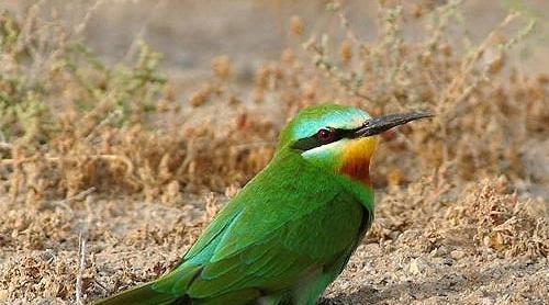 عکس سبزقبا
