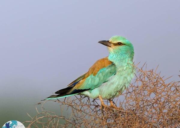 عکس سبزقبا