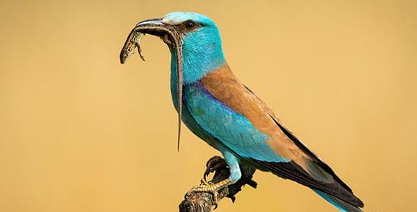 عکس سبزقبا
