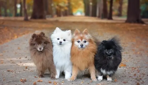 عکس سگ صورت خرسی