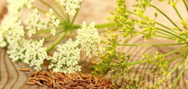 عکس زیره سبز