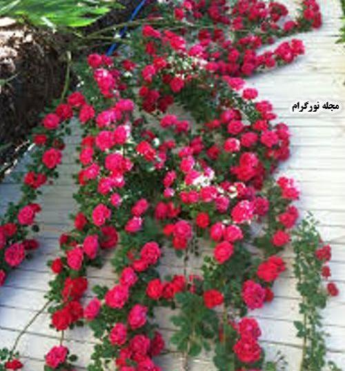 دانلود عکس گل ملینا