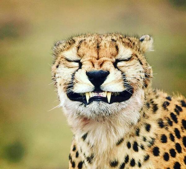 عکس پروفایل پسرانه حیوانی