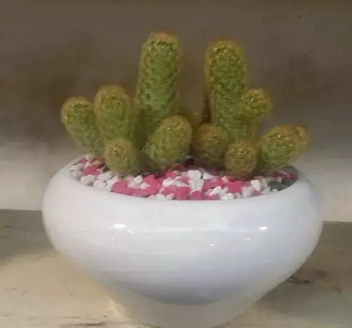 عکس کاکتوس توپی