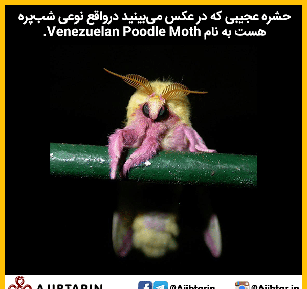 عکس شب پره