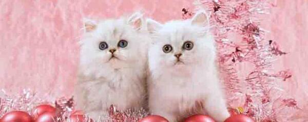 عکس گربه صورتی برای پس زمینه