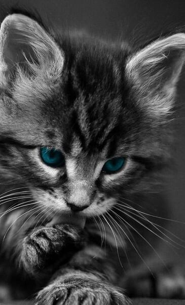 عکس گربه صورتی برای پس زمینه
