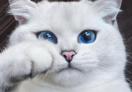 عکس گربه ساده