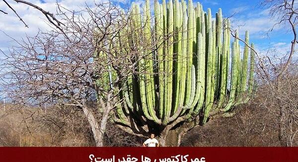 عکس کاکتوس تیغ پرتاب کن