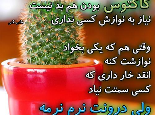عکس نوشته کاکتوس