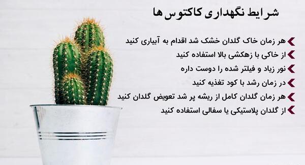 عکس نوشته کاکتوس