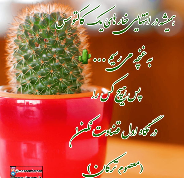 عکس نوشته کاکتوس