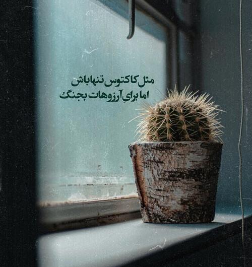 عکس نوشته کاکتوس
