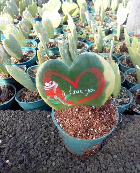عکس کاکتوس قلبی