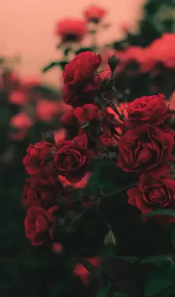 عکس جوکر پابجی برای تصویر زمینه