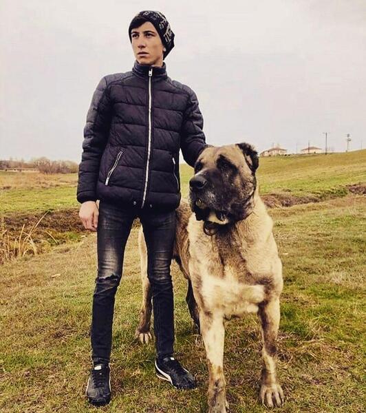 عکس توله سگ سرابی یک ماهه