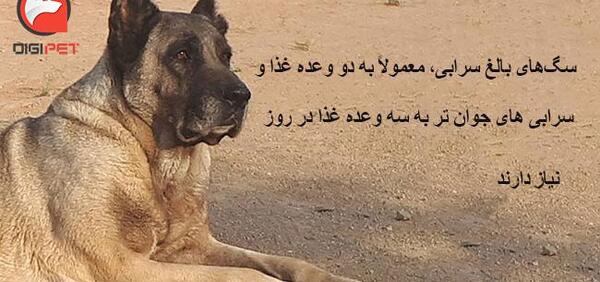 عکس توله سگ سرابی یک ماهه