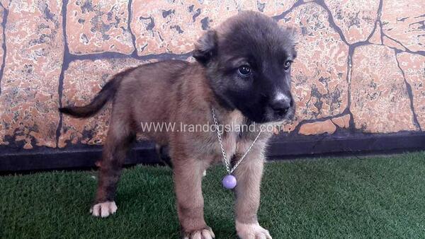 عکس توله سگ سرابی یک ماهه