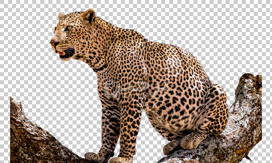 عکس ترانسپرنت