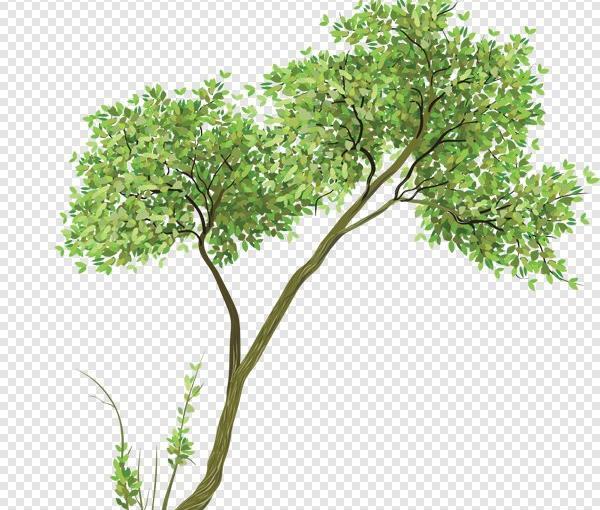 عکس ترانسپرنت