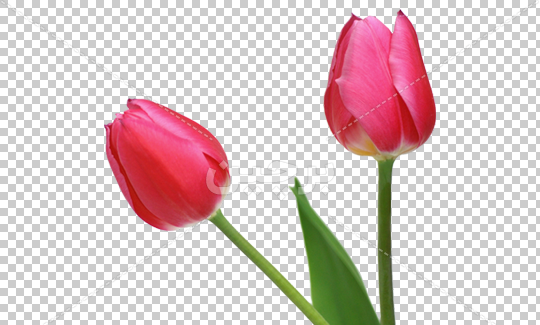 عکس ترانسپرنت