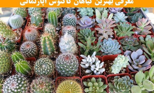 عکس کاکتوس آپارتمانی