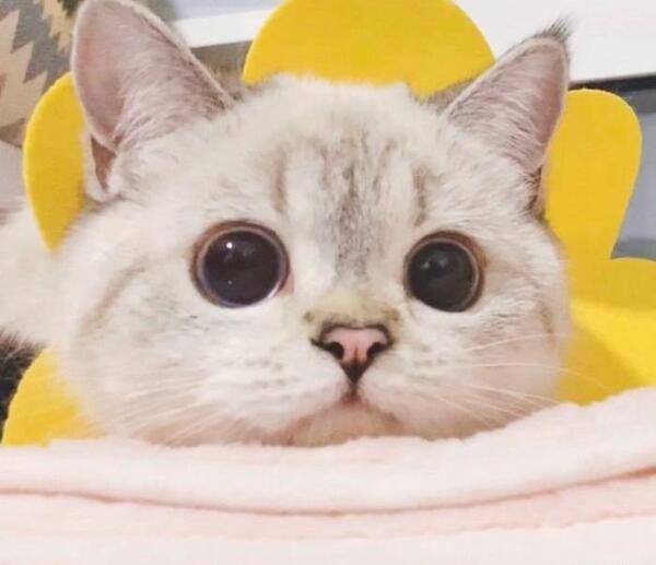 عکس گربه زرد کوچولو
