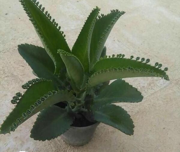 عکس کاکتوس اشکی