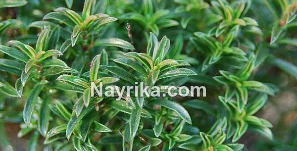 عکس سبزی مرزه