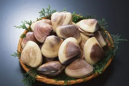 عکس صدف ستاره دریایی