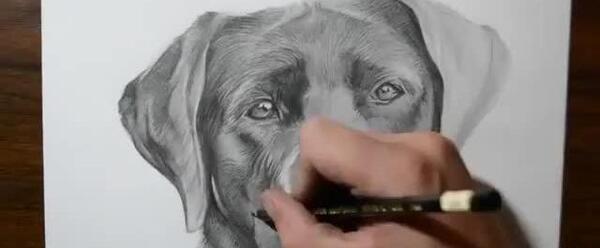عکس نقاشی سگ سرابی