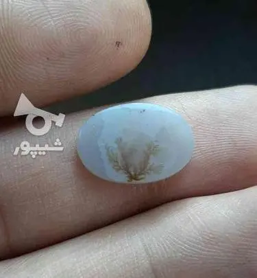 عکس نگین شجر