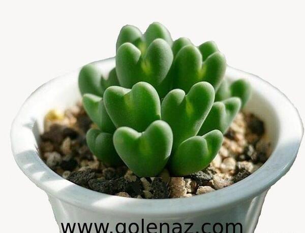 عکس کاکتوس ناز