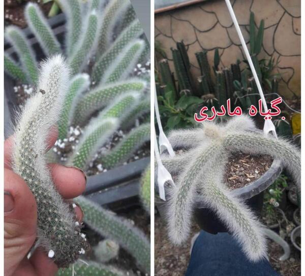 عکس کاکتوس دم روباهی