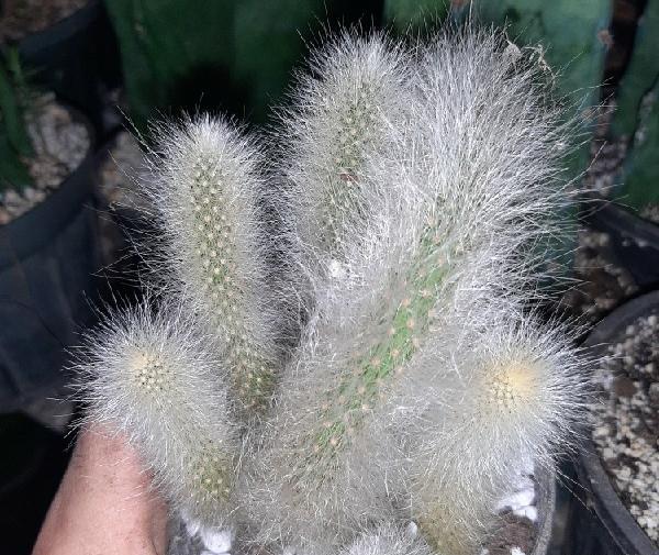 عکس کاکتوس دم روباهی