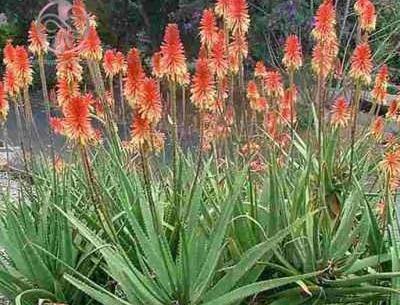 عکس کاکتوس شاخ بزی